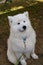 Portrait of a large fluffy white Samoyed dog