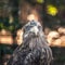 Portrait of a large gray eagle