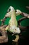 Portrait of a large green Iguana on a branch