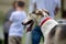 Portrait of a large greyhound dog on a leash, blurred people in the background