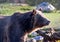 Portrait of a large Grizzly bear