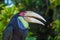 Portrait of a large hornbill. Close up in the wild.