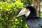 Portrait of a large hornbill. Close up in the wild.