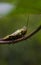 portrait of a large leaf locust insect pest