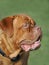 Portrait of a Large Male French Bull Mastif with a Green Background