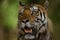 Portrait of a large male tiger resting under sal trees during summer