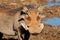 Portrait of a large male warthog, Mokala National Park, South Africa