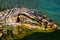 Portrait Large monitor lizard in water, close-up