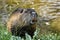 Portrait of large nutria in the grass by brown river