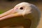 Portrait of a large pelican closeup
