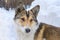 Portrait of a large red dog, not a purebred. A stray dog in winter in a snow-covered forest in search of food