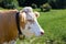 Portrait of a large serious brown and white bull with a copper bell on his neck on the background of a green clearing