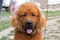 Portrait of a large shaggy fluffy dog purebred domestic pet with a spotted tongue of breed Tibetan Mastiff redhead brown