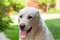 Portrait of a large white Alabai dog on a bright light natural background. Central Asian Shepherd Dog on summer sunny day.Concept