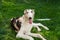 Portrait of a large white dog breed Russian Greyhound, lying on a green lawn. Close-up