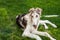 Portrait of a large white dog breed Russian Greyhound, lying on a green lawn. Close-up