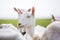 a portrait of a large white goat, a goat stands in a herd, white coat and nose and ears to a point, looks away,