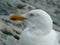 Portrait of a large white gull head large profile