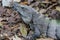 Portrait of large wild iguana rests on stones in the shade on a sunny day in the ruins of the ancient Mayan city Tulum