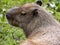 The Portrait of the largest rodent, Capybara, Hydrochoerus hydrochaeris