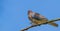 Portrait of a laughing dove sitting on a branch, small tropical pigeon from Senegal