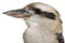 Portrait of Laughing Kookaburra, Dacelo novaeguineae