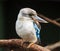 Portrait of a laughing kookaburra ,dacelo novaeguineae, with big beak. Blue-winged kookaburra. Australia.