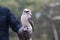 Portrait of a laughing kookaburra ,dacelo novaeguineae, with big beak sitting on the leather trainer`s glove. Blue