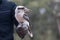 Portrait of a laughing kookaburra ,dacelo novaeguineae, with big beak sitting on the leather trainer`s glove. Blue