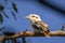 Portrait of a Laughing Kookaburra, Hanging Rock, Victoria, Australia, June 2019