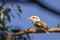 Portrait of a Laughing Kookaburra, Hanging Rock, Victoria, Australia, June 2019