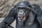 Portrait of laughing and smiling adult Chimpanzee