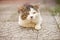 Portrait of a lazy fat cat resting on a tiled sidewalk