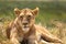 Portrait of a lazy lioness lying on savanna grass. beautiful green background