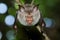 Portrait of leaf-nosed bat, Macronycteris vittatus