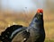 Portrait of a lekking black grouse