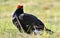 Portrait of a lekking black grouse