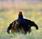 Portrait of a lekking black grouse