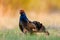 Portrait of a lekking black grouse (Tetrao tetrix) Sunrise . Early morning. Forest.