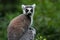 Portrait of a lemur