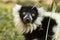 Portrait Lemur