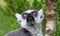 Portrait of a Lemur Looking Upwards