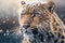 Portrait of a leopard in the background of a snowy landscape