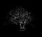 Portrait of a leopard head on a black background. Grinning of a leopard