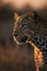 Portrait of a leopard in savanna at sunset.