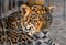 Portrait of Leopard Taking Rest in Paddock at ZOO