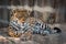 Portrait of Leopard Taking Rest in Paddock at ZOO