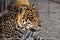 Portrait of Leopard Taking Rest in Paddock at ZOO