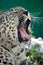 Portrait of a leopard yawning