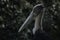 Portrait of lesser adjutant stork in the forest, Mysterious concept
